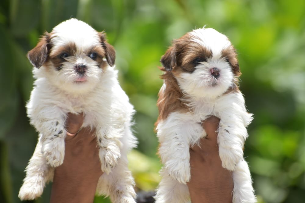 Purchase KCI Registered Shih Tzu Puppy from Hyderabad